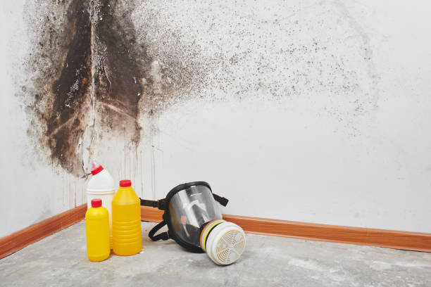 Best Attic Mold Removal  in Robinwood, MD